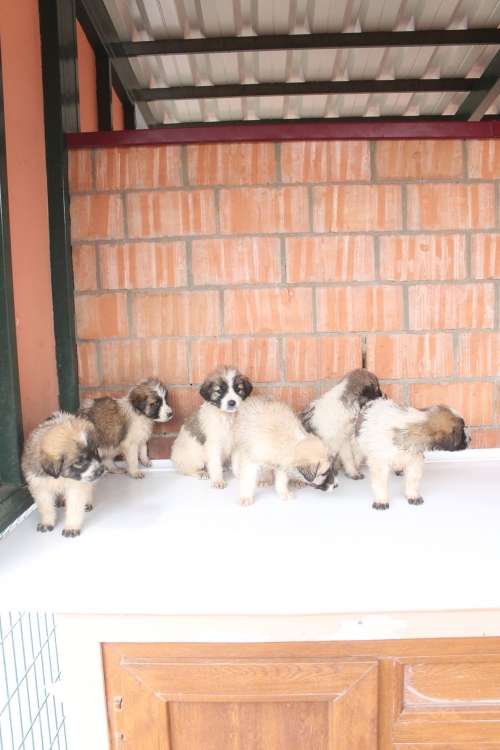 მეტისის ლეკვები უსახელო