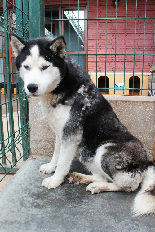 ლაიკა უსახელო