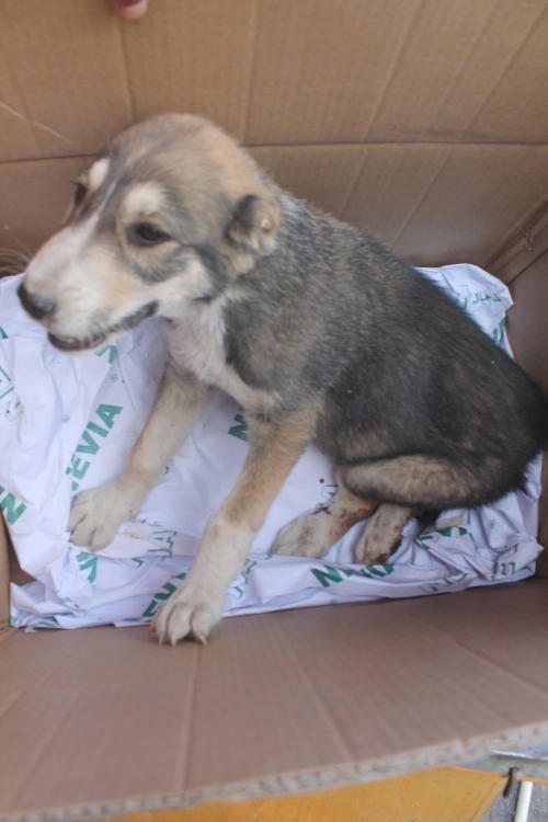 ქართული ქოფაკი უსახელო