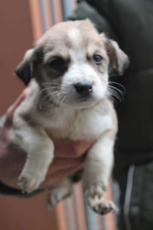 მეტისი უსახელო