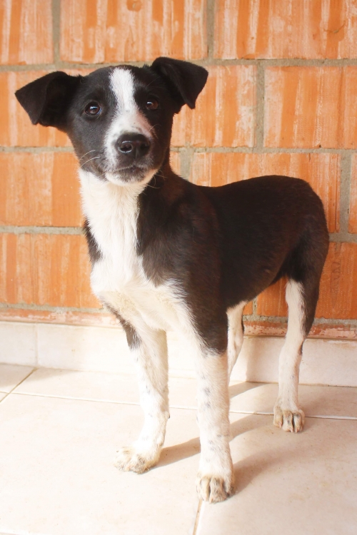 მეტისი უსახელო