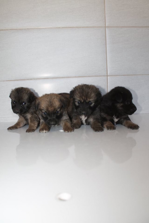 მეტისის ლეკვები უსახელო