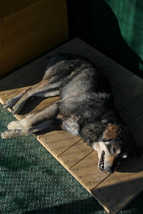 მეტისი უსახელო