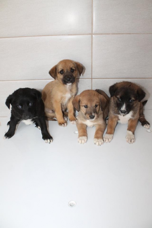 მეტისის ლეკვები უსახელო