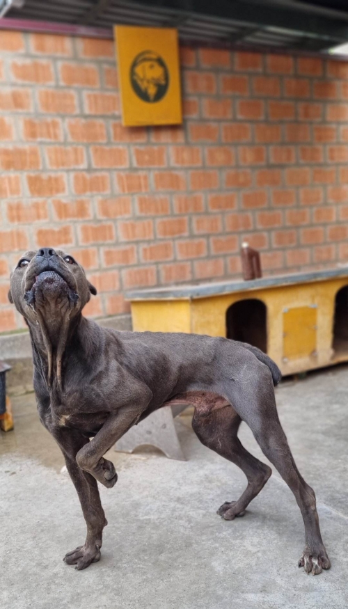 კანე კორსო ლილო