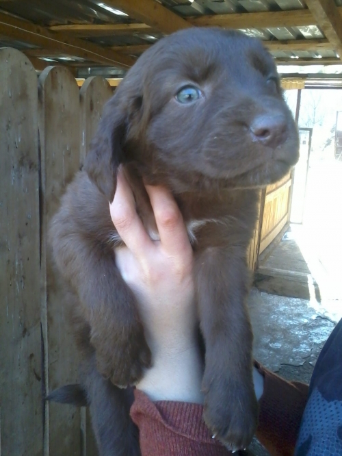 მეტისი რიჟიკა