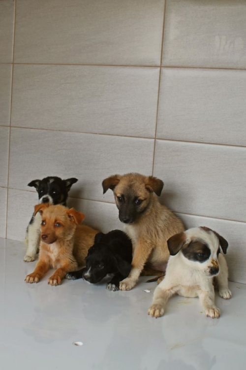 მეტისის ლეკვები უსახელო