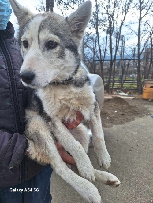 ლაიკა დიდილილო იაკობ გოგებაშვილის ქუჩა