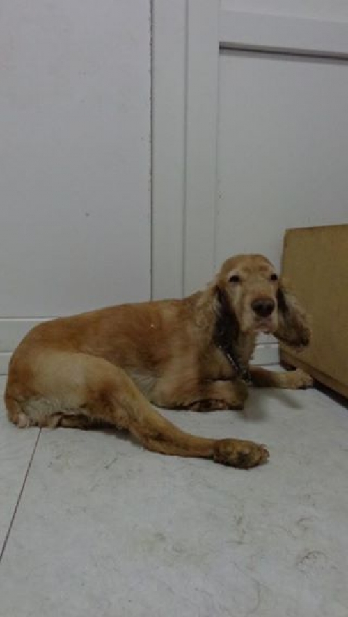 ამერიკული კოკერსპანელი პაკო