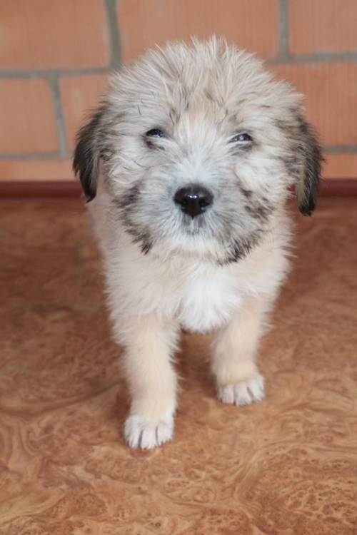 ბალონკა უსახელო