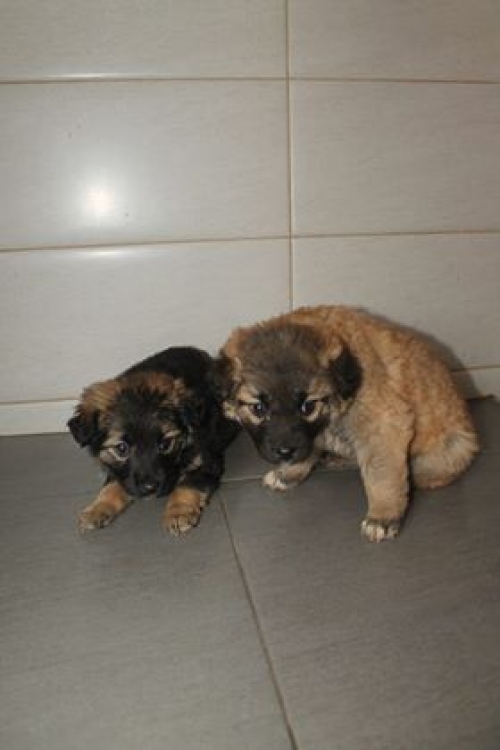 მეტისი უსახელო