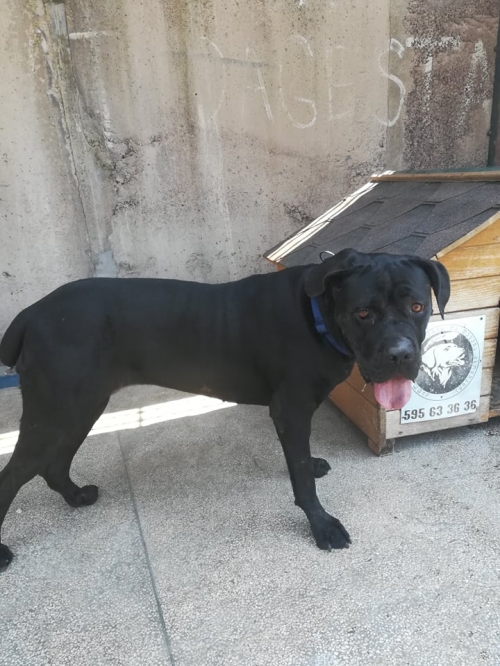 კანე კორსო გუჩი