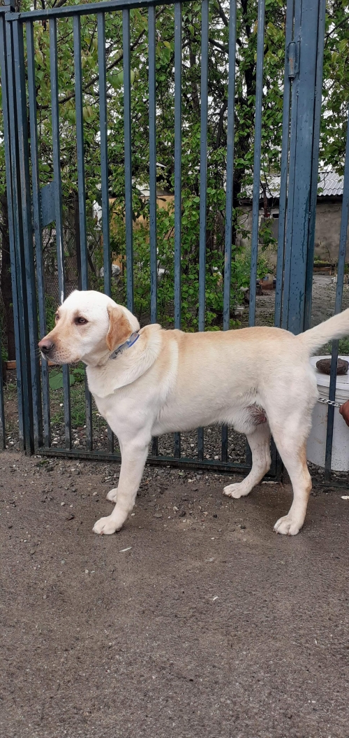 ლაბრადორი უსახელო