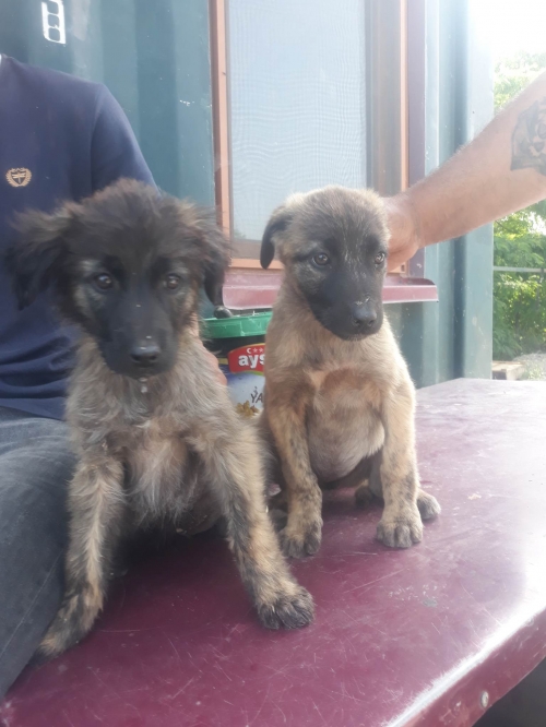 მეტისი მარნეული