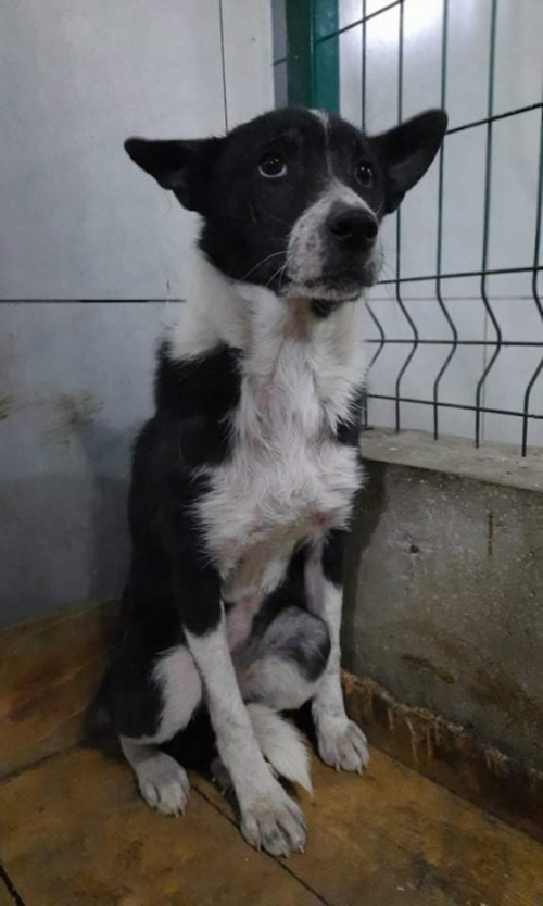 მეტისი უსახელო