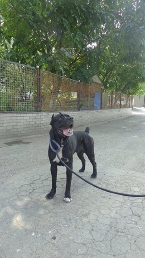 კანე კორსო უსახელო