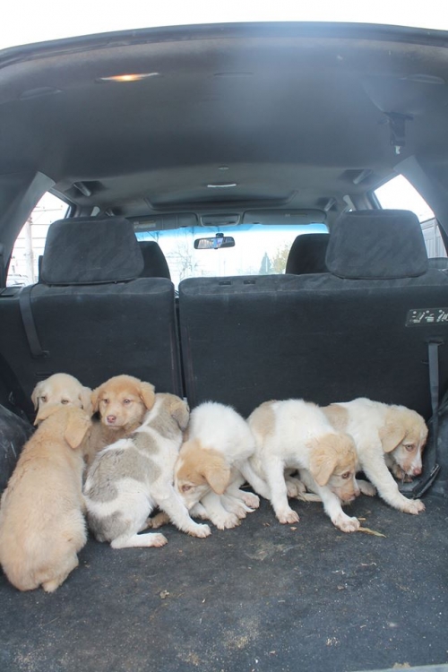 ქართული ქოფაკი უსახელო