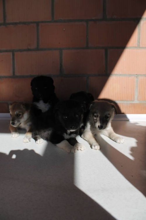 მეტისის ლეკვები უსახელო