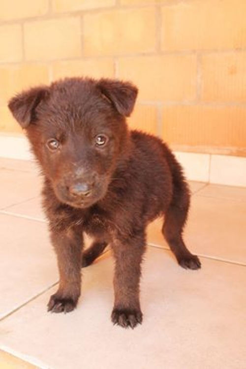 მეტისი უსახელო