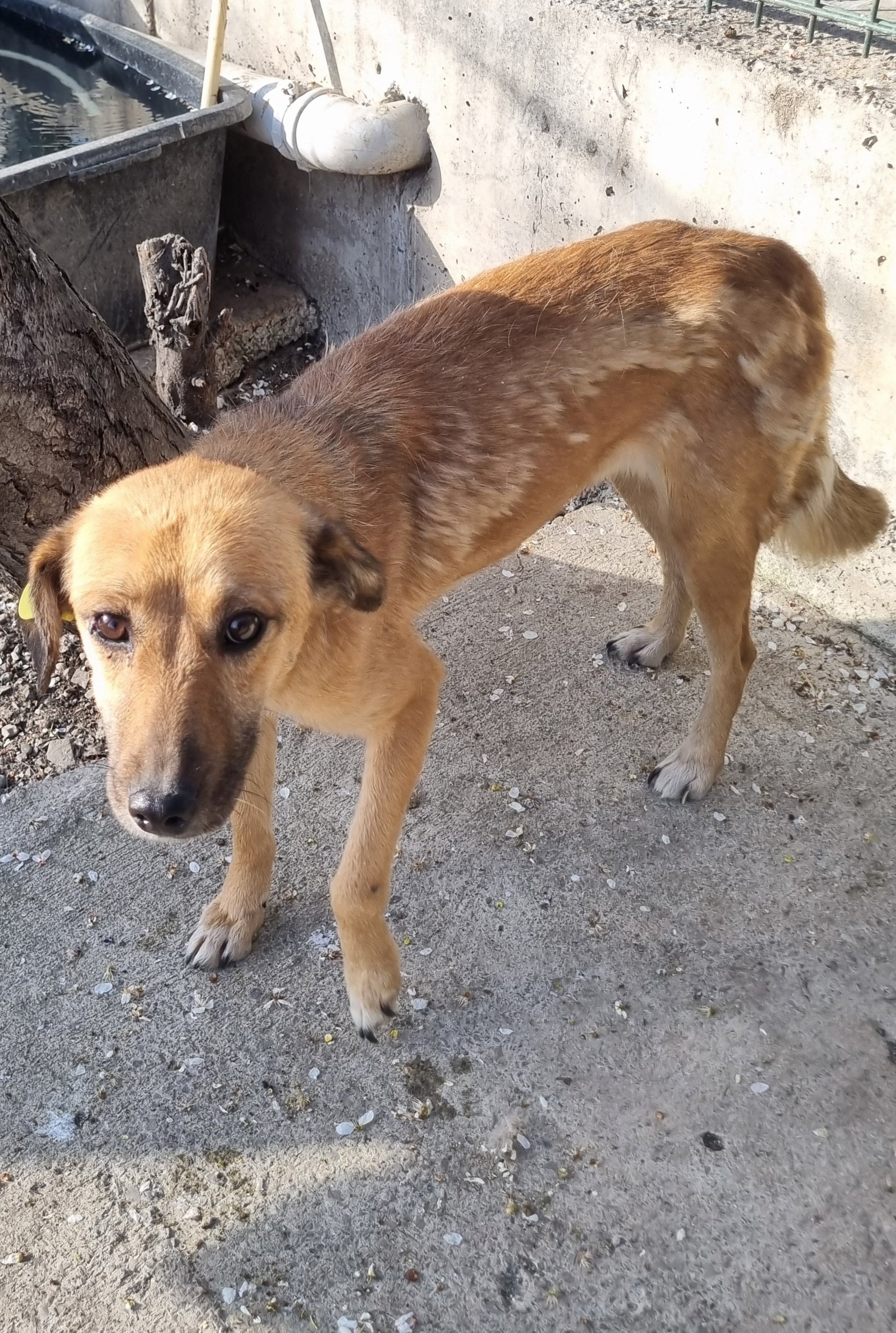 მეტისი. გორის თავშესაფარი