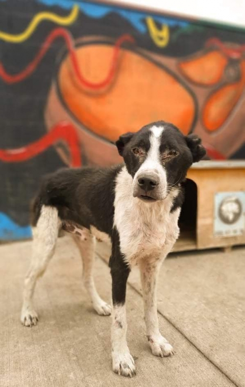 ქართული ქოფაკი ნაპოვნია ყვარელში