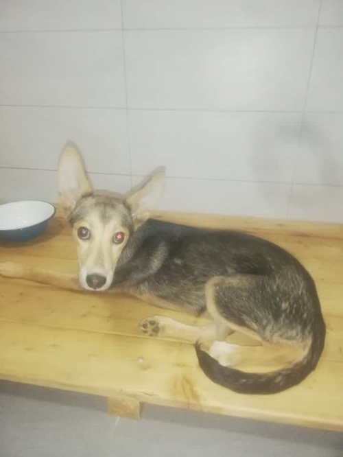 მეტისი უსახელო