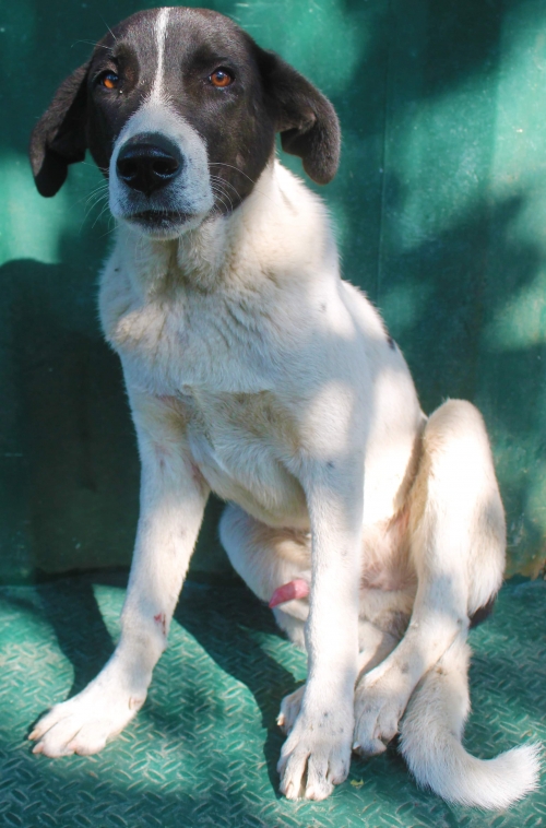 მეტისი უსახელო