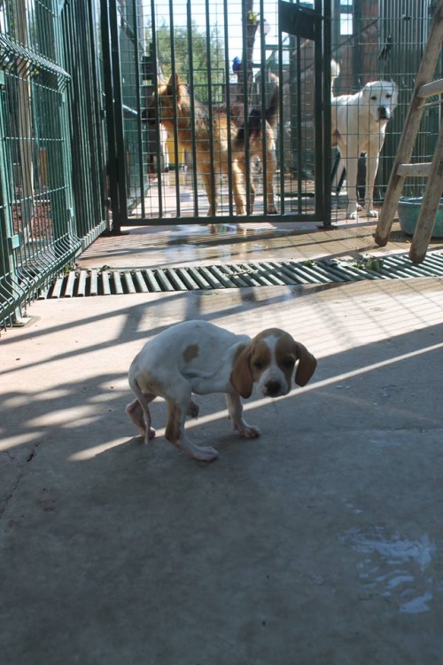 პოინტერი უსახელო