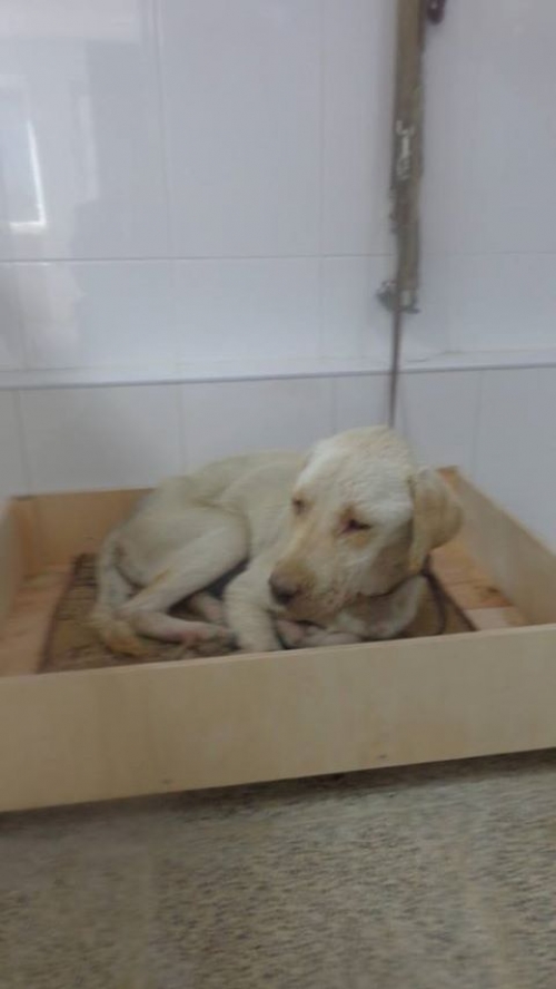 ლაბრადორი უსახელო