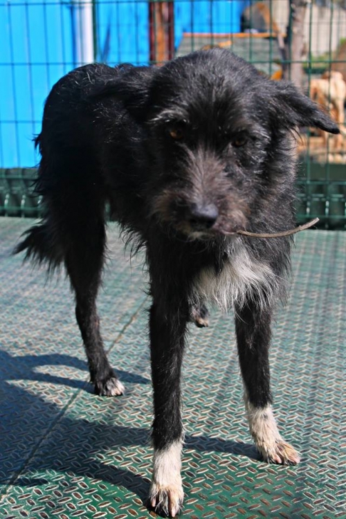 ბალონკა ბიო