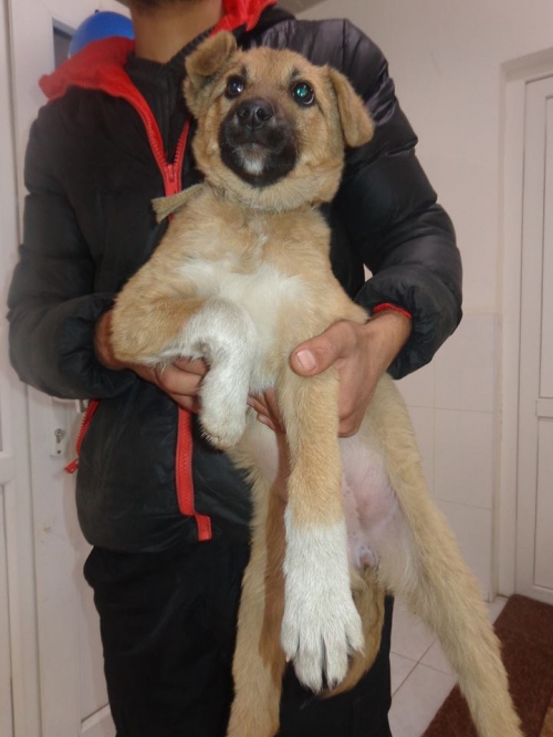 მეტისი უსახელო