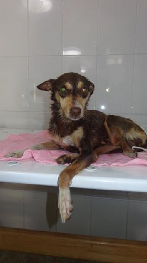 მეტისი უსახელო