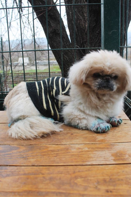 პეკინესი დიკო