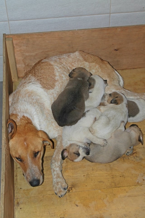 მეტისი უსახელო