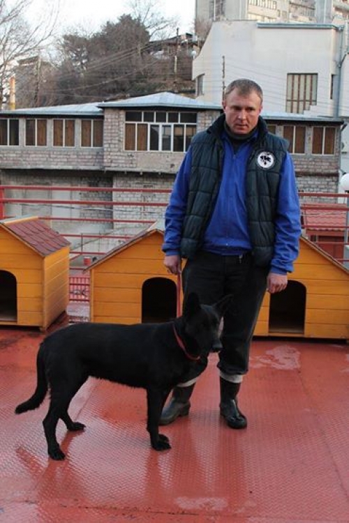 ბელგიური ნაგაზი ლიმო