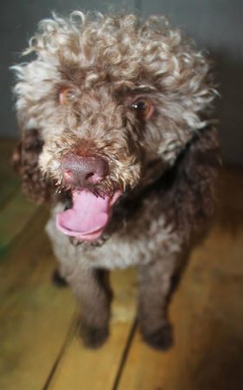 პუდელი უსახელო