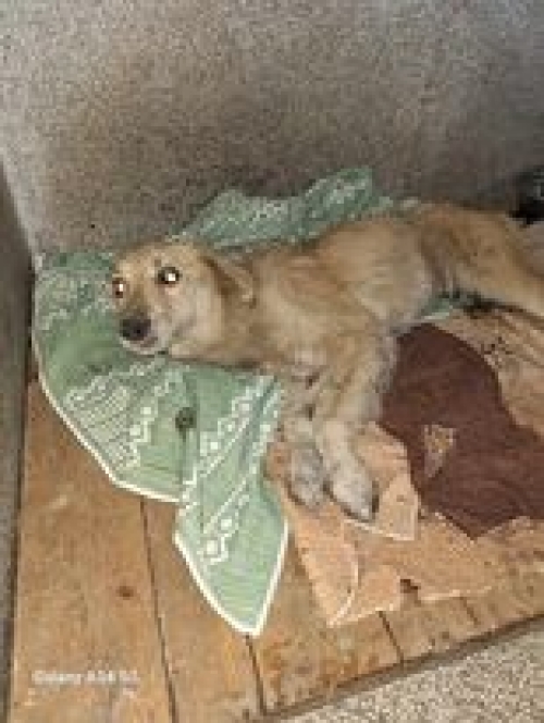 მეტისი რესტორან ილოურთან ნაპოვნია