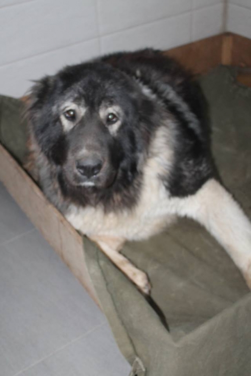 კავკასიური ნაგაზი სიმბა