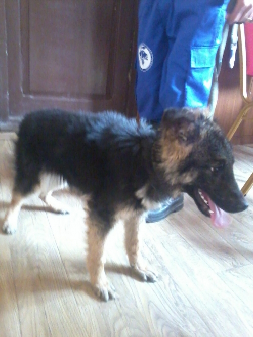 გერმანული ნაგაზი ლინდა