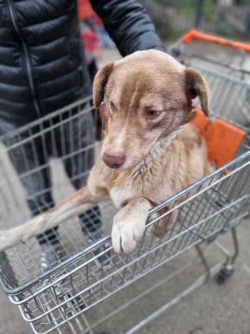 მეტისი ანამური