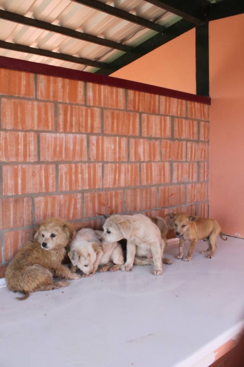 ქართული ქოფაკი უსახელო