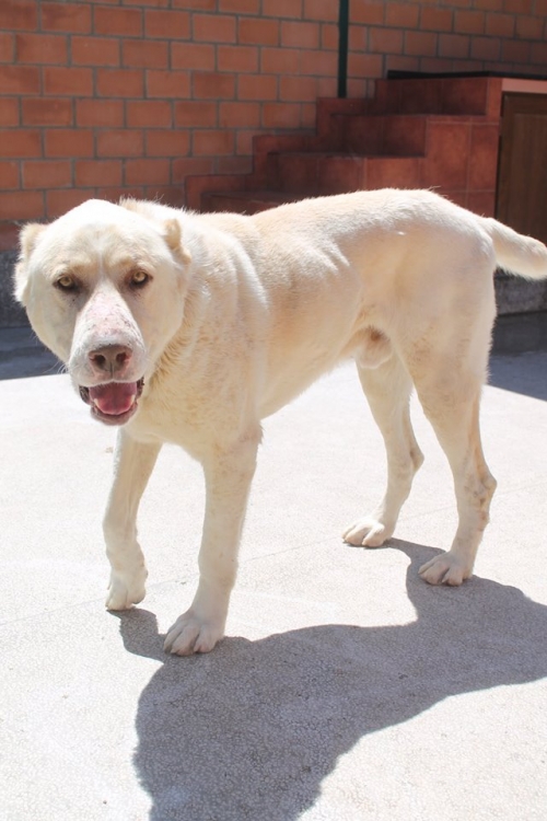 ქართული ნაგაზი უსახელო