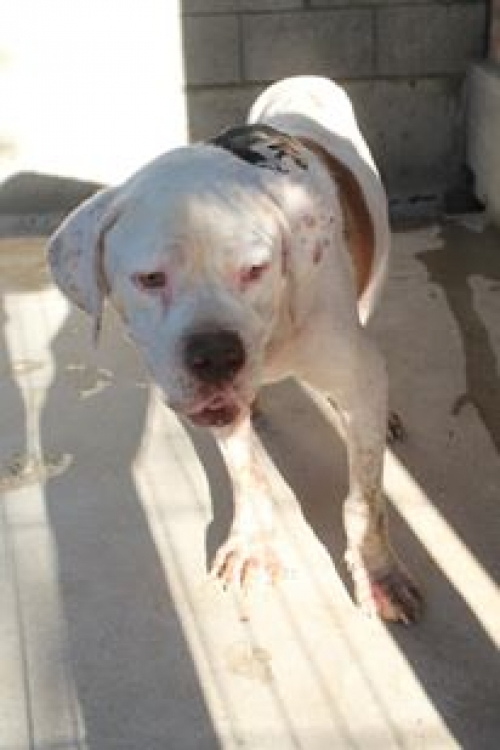 ამერიკული ბულდოგი ჩელე