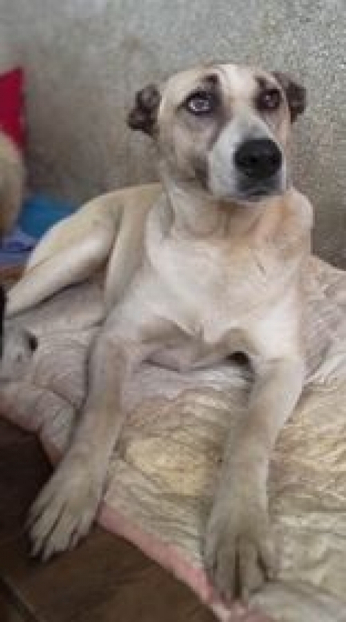 ქართული ქოფაკი ზესტაფონი