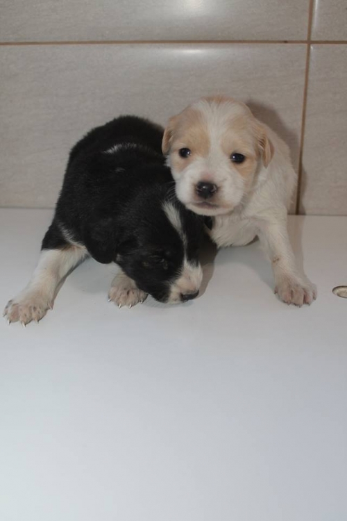 მეტისის ლეკვები უსახელო