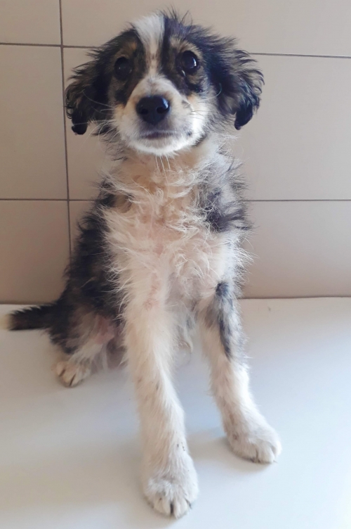 მეტისი უსახელო