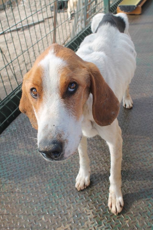 გონჩი უსახელო