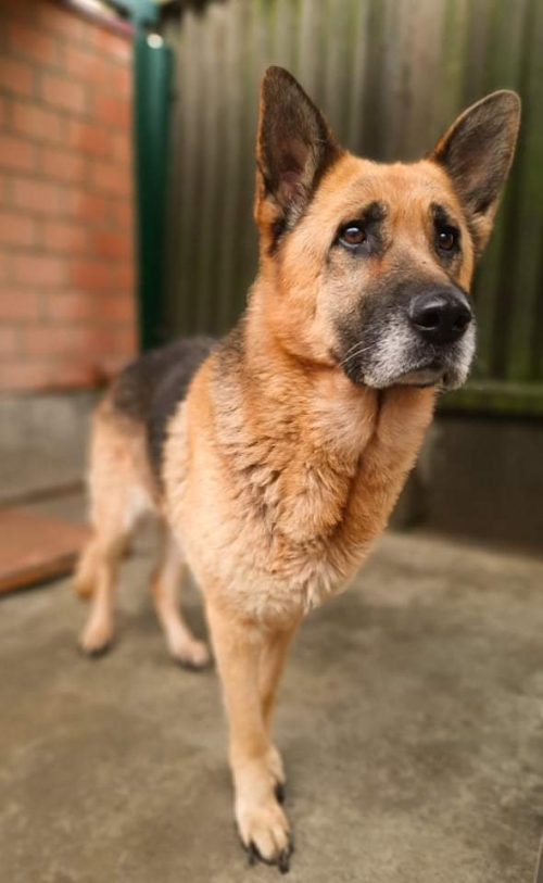 გერმანული ნაგაზი ნაპოვნია კუკიაზე სასაფლავოებთან