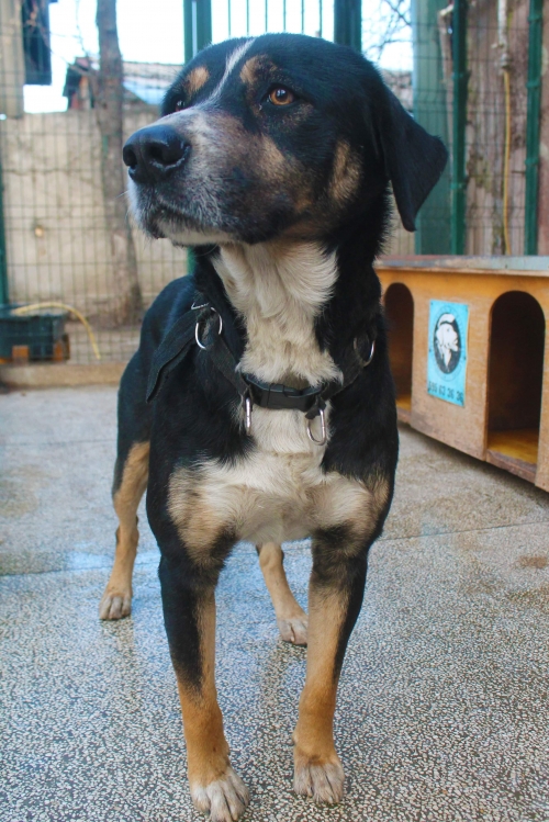 მეტისი უსახელო