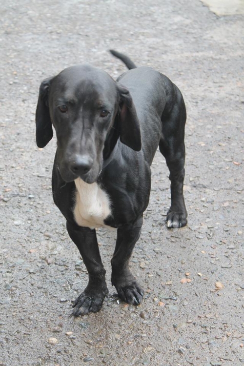 ტაქსას მეტისი ბიბი